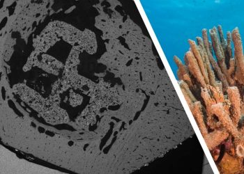 利用受珊瑚启发的 3D 打印生物材料改善骨骼愈合