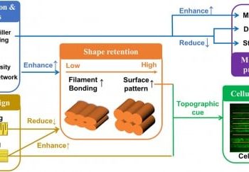 新策略结合了稳定性和生物活性